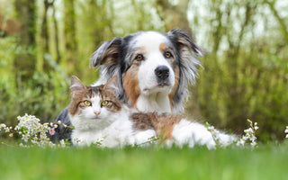 Animali