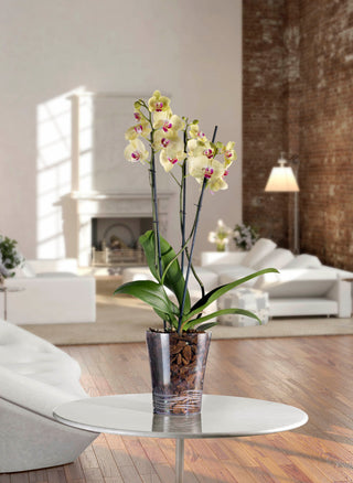 VASO ROTONDO ORCHIDEA - Tera