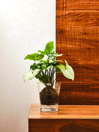 VASO ROTONDO ORCHIDEA - Tera