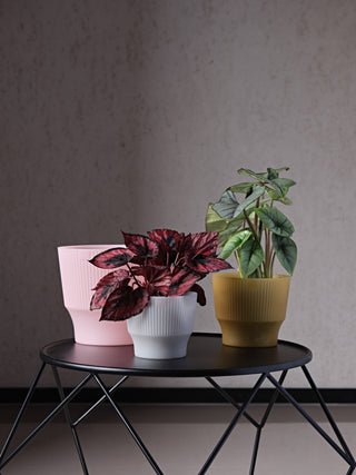 VASO MINI MATTE CLEAR - Tera