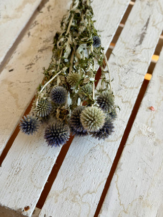 Mazzo di Echinops Essiccato Blu