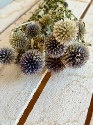 Mazzo di Echinops Essiccato Blu