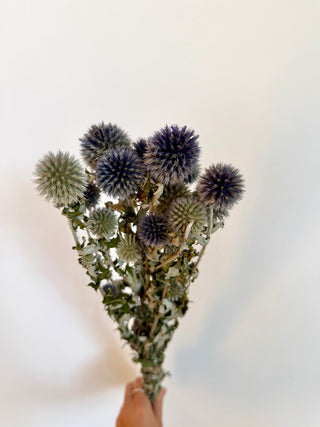 Mazzo di Echinops Essiccato Blu