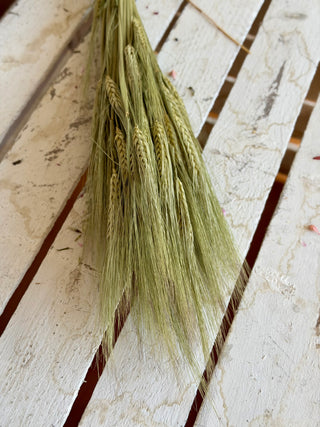Mazzo di Orzo Essiccato Naturale