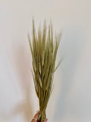 Mazzo di Orzo Essiccato Naturale