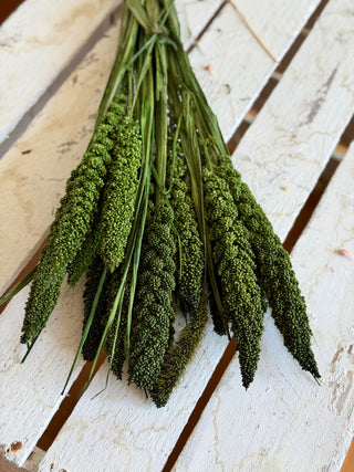 Mazzo di Setaria Essiccata Verde