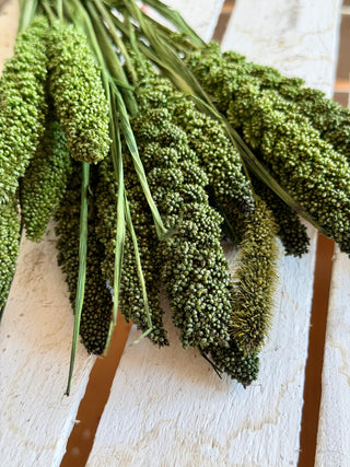 Mazzo di Setaria Essiccata Verde