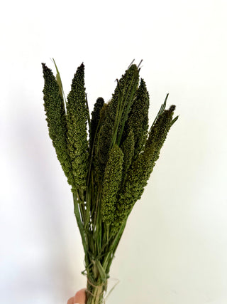 Mazzo di Setaria Essiccata Verde
