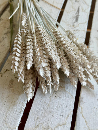 Mazzo di Grano Essiccato Bianco