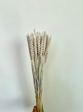 Mazzo di Grano Essiccato Bianco