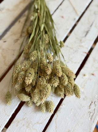 Mazzo di Phalaris Essiccato Naturale