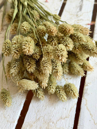 Mazzo di Phalaris Essiccato Naturale