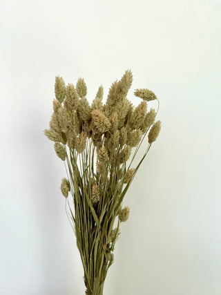 Mazzo di Phalaris Essiccato Naturale