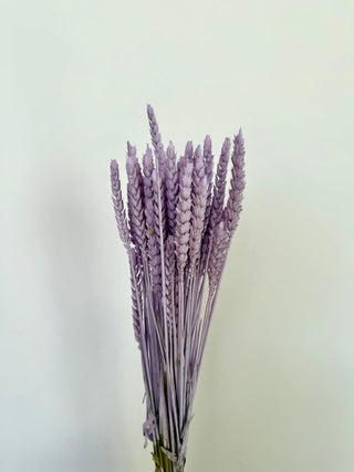 Mazzo di Grano Essiccato Lilla