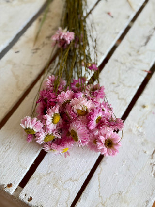 Mazzo di Acroclinium Rosa