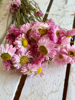 Mazzo di Acroclinium Rosa