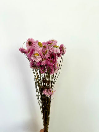 Mazzo di Acroclinium Rosa