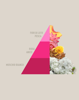 PIRAMIDE MUSCHI E LOTO