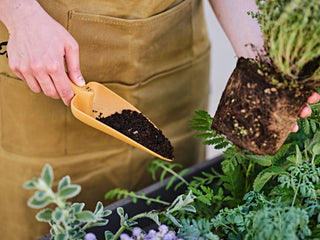 TRAPIANTATORE GAIA -Tera