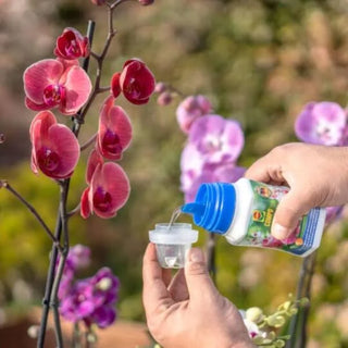 COMPO Concime per Orchidee 250ml
